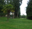Morningstar Championship Golf - Palm Tree