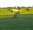 Fox Meadow Golf & Country Club - foxes