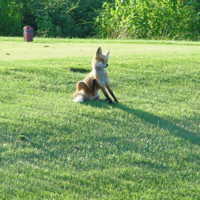Eagles Glenn GC: wildlife